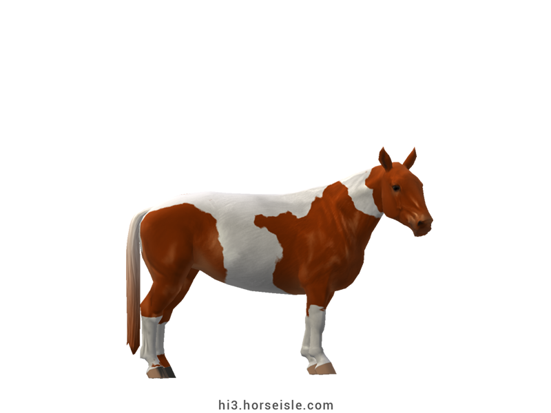 Cow-pony Holstein Red Chestnut Tobiano Coat